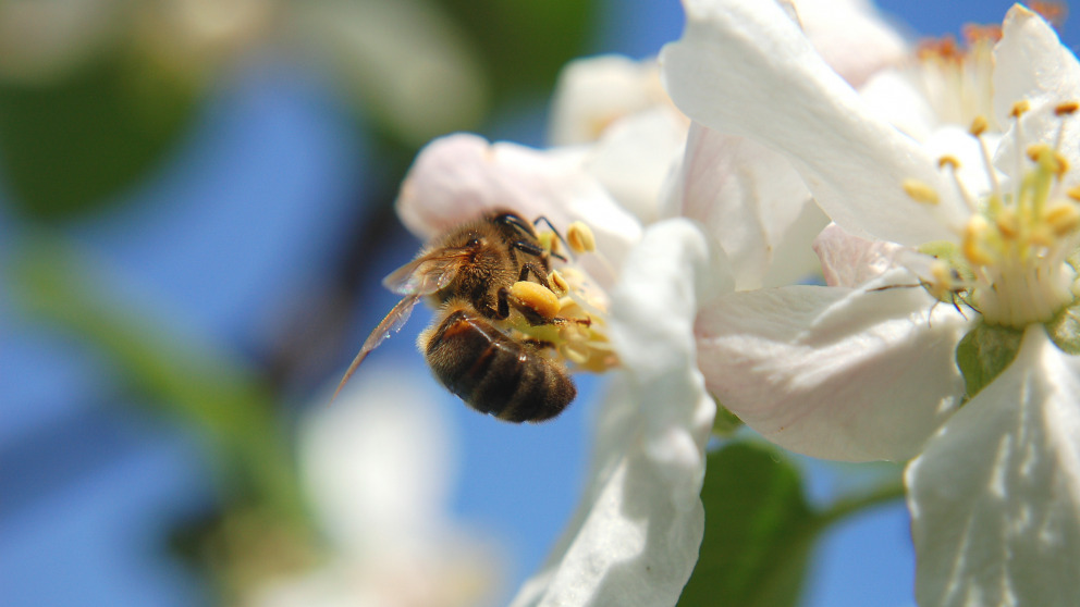 Biodiversity protection is not a “nice-to-have” but essential for our wellbeing.